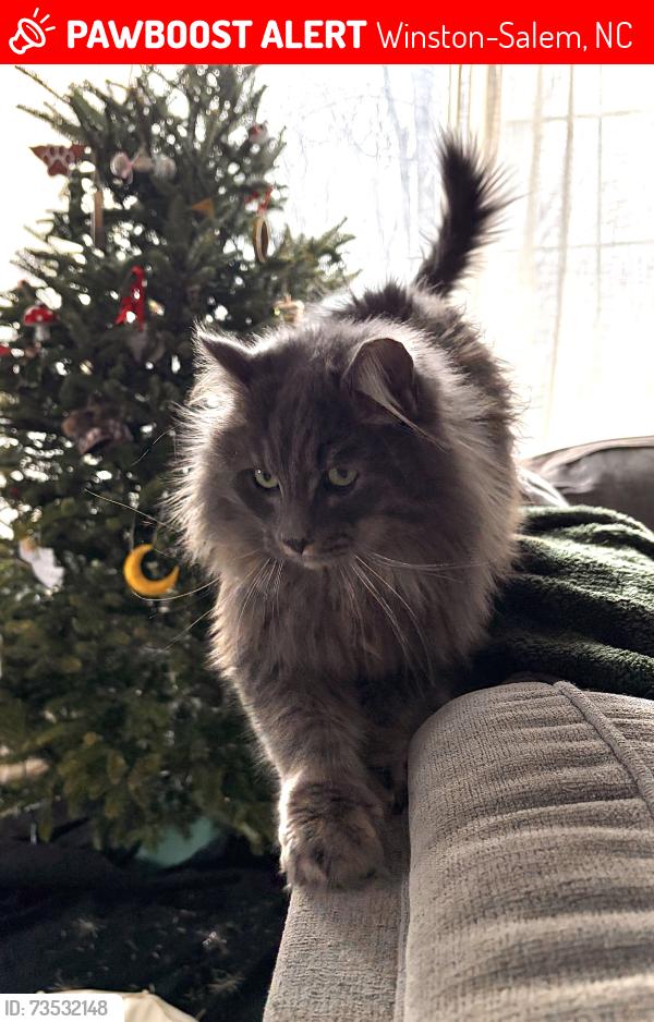 Lost Male Cat last seen Salem Landing & Old Greensboro Rd area, Winston-Salem, NC 27101