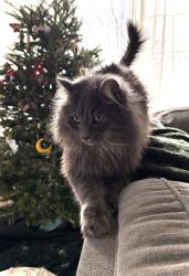 Lost Male Cat last seen Salem Landing & Old Greensboro Rd area, Winston-Salem, NC 27101
