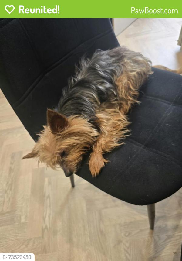 Reunited Male Dog last seen vardon way, West Midlands, England B38 8XQ