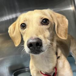 Shelter Stray Male Dog last seen , 4575 E Mesquite Ave, Palm Springs, CA 92264, USA