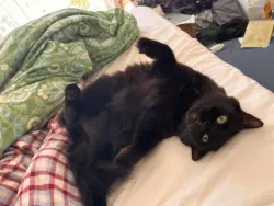 Reunited Male Cat last seen Avignon Road, Greater London, England 
