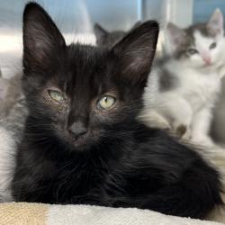 Shelter Stray Male Cat last seen , 4575 E Mesquite Ave, Palm Springs, CA 92264, USA