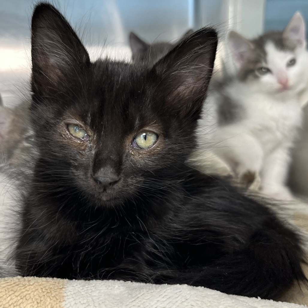 Shelter Stray Male Cat last seen , 4575 E Mesquite Ave, Palm Springs, CA 92264, USA