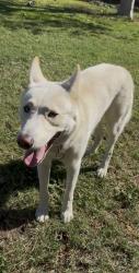 Reunited Male Dog last seen St. James & Canal, Orange, CA 92865