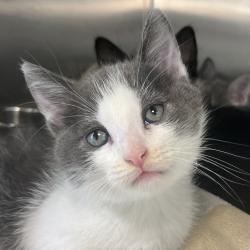 Shelter Stray Male Cat last seen , 4575 E Mesquite Ave, Palm Springs, CA 92264, USA