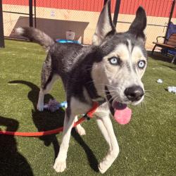 Shelter Stray Female Dog last seen , Animal Care & Control Team of Philly, 111 W Hunting Park Ave, Philadelphia, PA 19140, USA
