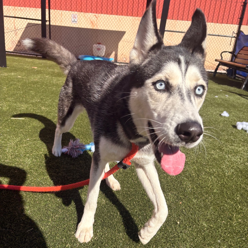 Shelter Stray Female Dog last seen , Animal Care & Control Team of Philly, 111 W Hunting Park Ave, Philadelphia, PA 19140, USA