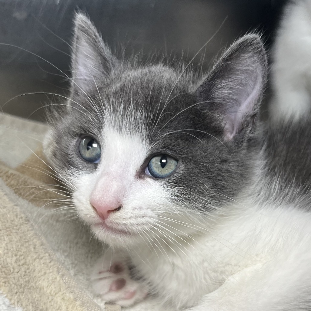 Shelter Stray Male Cat last seen , 4575 E Mesquite Ave, Palm Springs, CA 92264, USA