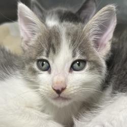 Shelter Stray Female Cat last seen , 4575 E Mesquite Ave, Palm Springs, CA 92264, USA