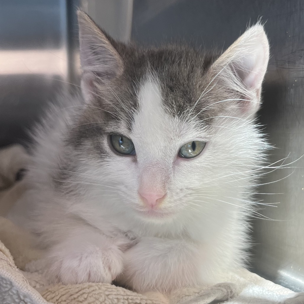 Shelter Stray Female Cat last seen , 4575 E Mesquite Ave, Palm Springs, CA 92264, USA