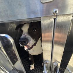 Shelter Stray Male Dog last seen , Animal Care & Control Team of Philly, 111 W Hunting Park Ave, Philadelphia, PA 19140, USA