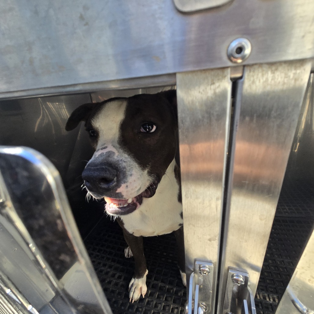 Shelter Stray Male Dog last seen , Animal Care & Control Team of Philly, 111 W Hunting Park Ave, Philadelphia, PA 19140, USA