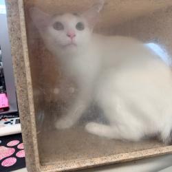 Shelter Stray Female Cat last seen , Animal Care & Control Team of Philly, 111 W Hunting Park Ave, Philadelphia, PA 19140, USA