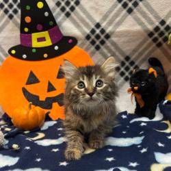 Shelter Stray Female Cat last seen , 361 S Raymond Ave, Pasadena, CA 91105, USA