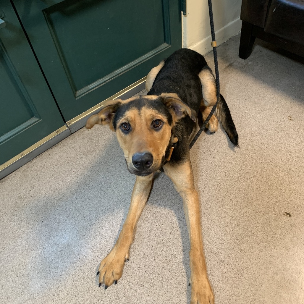 Shelter Stray Female Dog last seen , 361 S Raymond Ave, Pasadena, CA 91105, USA