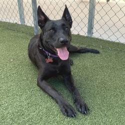 Shelter Stray Female Dog last seen , 244 Georgetown Rd, Jacksonville, NC 28540, USA