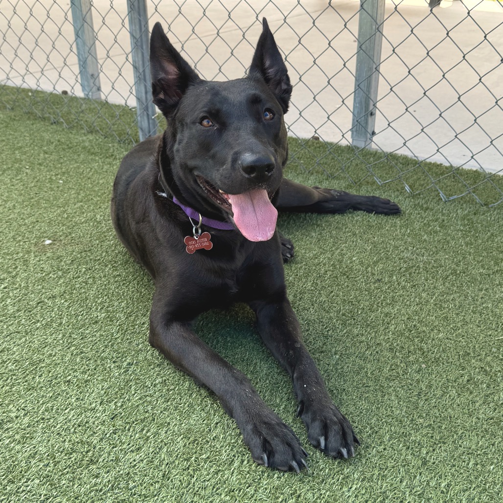 Shelter Stray Female Dog last seen , 244 Georgetown Rd, Jacksonville, NC 28540, USA