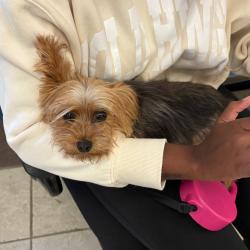 Shelter Stray Female Dog last seen , 4900 Milgen Rd, Columbus, GA 31907, USA