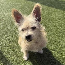Shelter Stray Male Dog last seen , 12910 Yukon Ave, Hawthorne, CA 90250, USA
