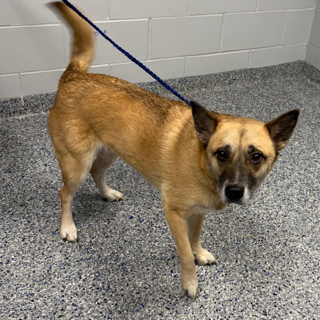 Shelter Stray Female Dog last seen , 328 Furman Hall Rd, Greenville, SC 29609, USA