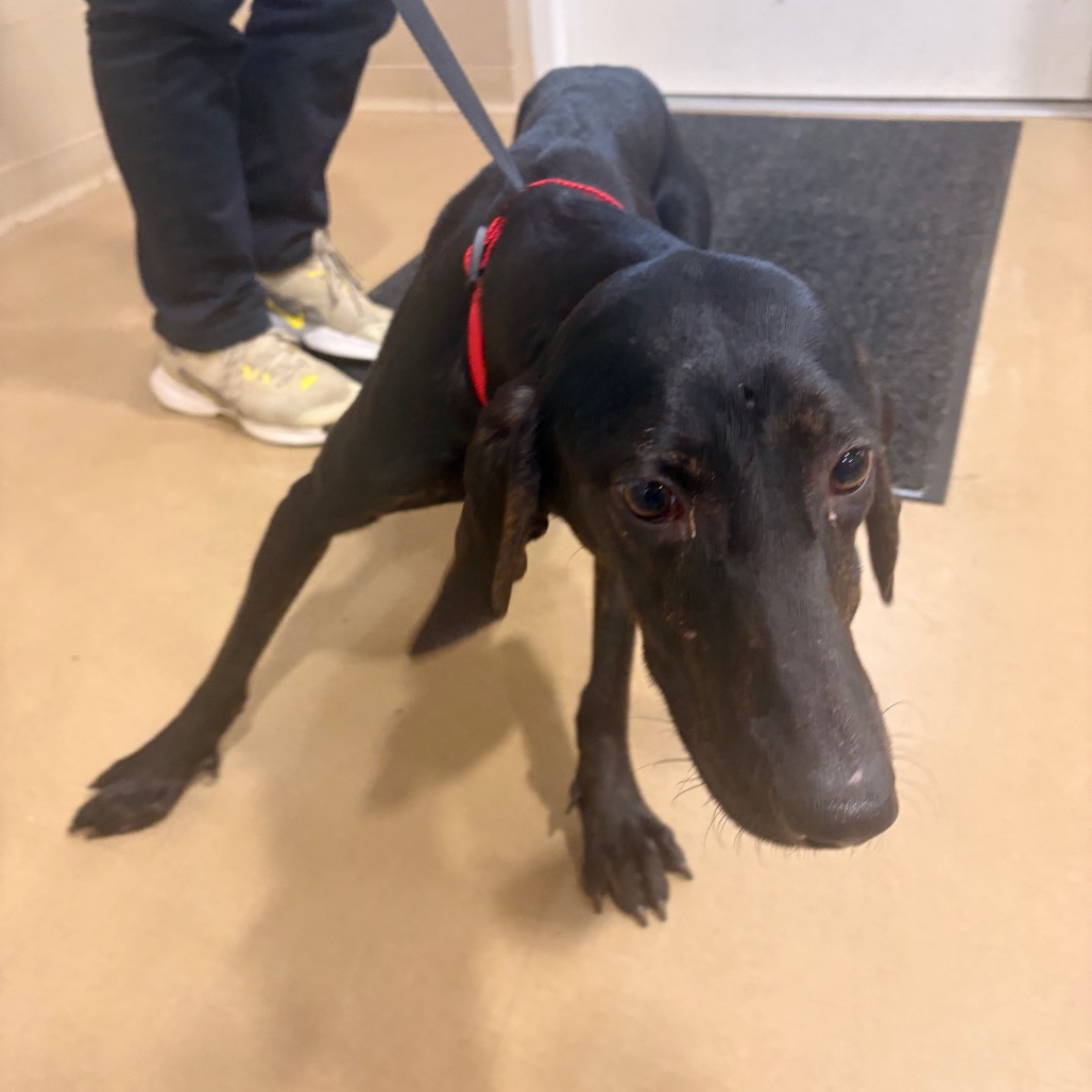 Shelter Stray Female Dog last seen , 5570 Sturmer Park Cir, Winston-Salem, NC 27105, USA