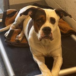 Shelter Stray Male Dog last seen , 21800 Central Ave, Matteson, IL 60443, USA