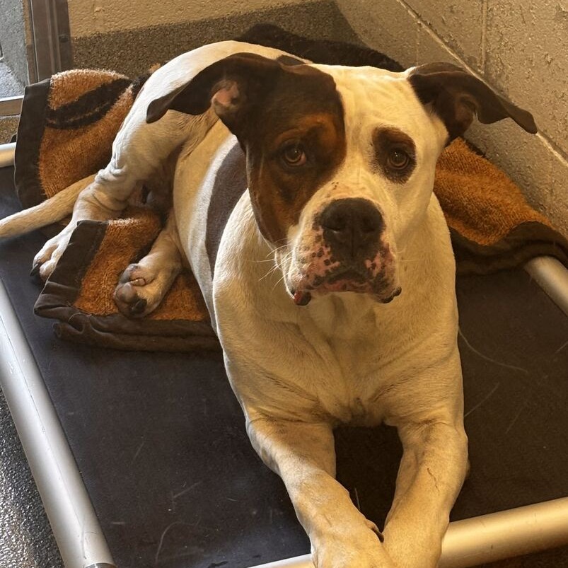 Shelter Stray Male Dog last seen , 21800 Central Ave, Matteson, IL 60443, USA