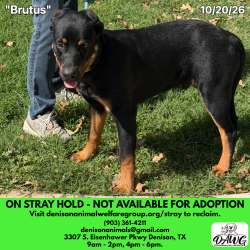 Shelter Stray Male Dog last seen , 3307 S Eisenhower Pkwy, Denison, TX 75020, USA