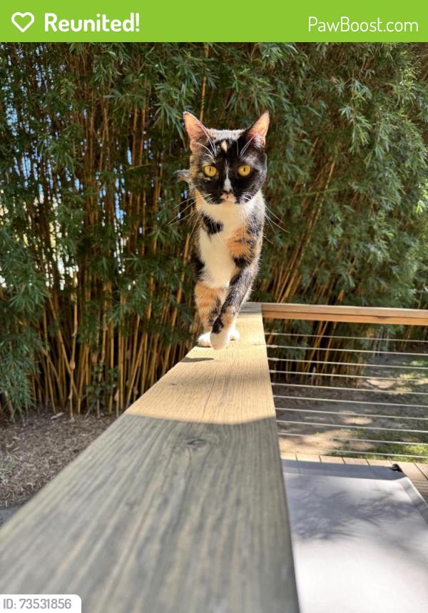 Reunited Female Cat last seen Longpoint neighborhood, Mount Pleasant, SC 29464