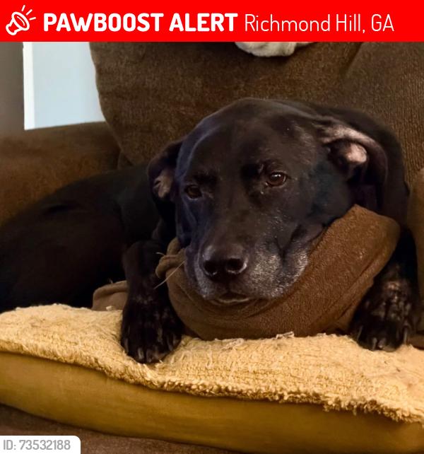 Lost Male Dog last seen White Oak Village, Richmond Hill, GA 31324