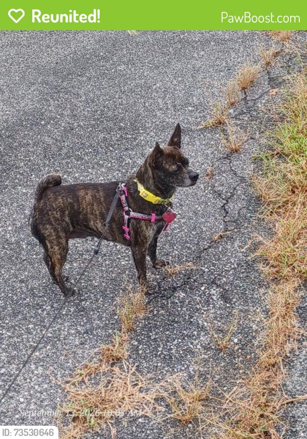 Reunited Female Dog last seen Station on Silver, McNair, VA 20171