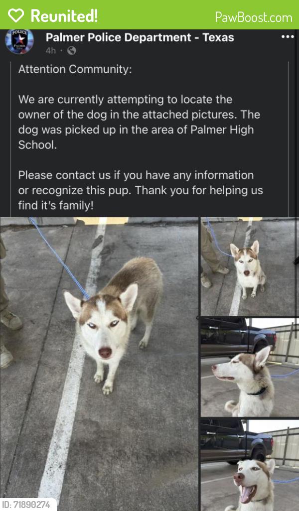 Reunited Unknown Dog last seen Palmer High School, Palmer, TX 75152