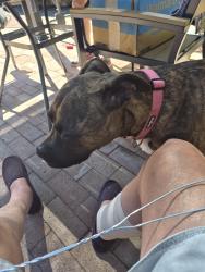 Lost Female Dog last seen Near S. Baker Pl, Tucson, AZ 85716