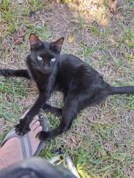 Found/Stray Female Cat last seen Between walgreens and Katherine Rose Park, in my back yard, right on walnut creek dr., Mansfield, TX 76063