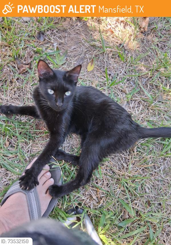 Found/Stray Female Cat last seen Between walgreens and Katherine Rose Park, in my back yard, right on walnut creek dr., Mansfield, TX 76063