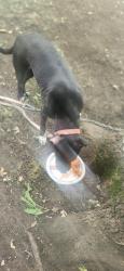 Reunited Female Dog last seen Parmele St, Rockford 61104 IL, Rockford, IL 61104