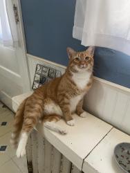 Lost Male Cat last seen Mansfield Rd and The 300 block of Fairfax Rd., Drexel Hill, PA 19026
