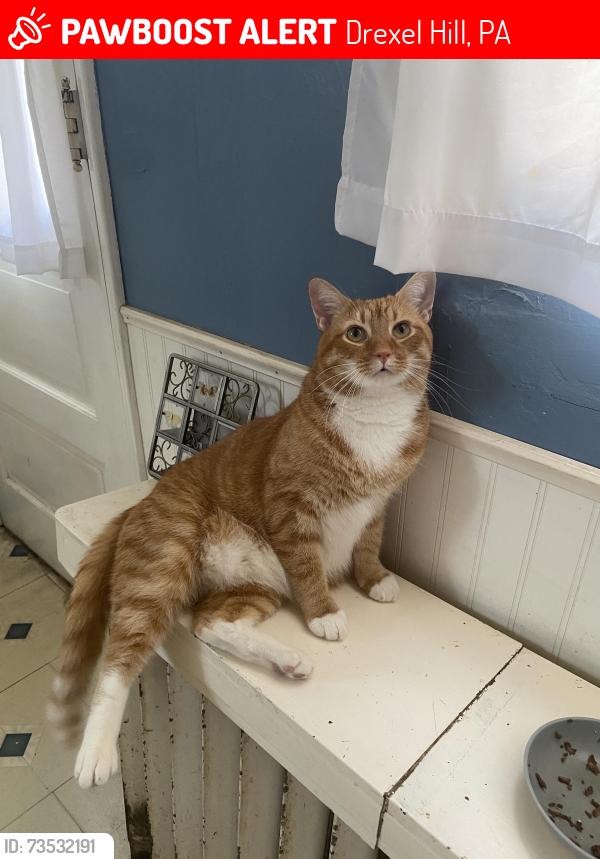 Lost Male Cat last seen Mansfield Rd and The 300 block of Fairfax Rd., Drexel Hill, PA 19026