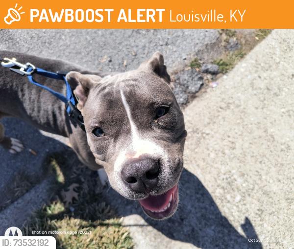 Found/Stray Female Dog last seen Almond Ave / Whitney Ave near Wilder Park, Louisville, KY 40215