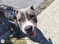 Found/Stray Female Dog last seen Almond Ave / Whitney Ave near Wilder Park, Louisville, KY 40215