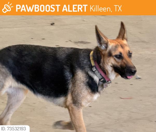 Found/Stray Female Dog last seen Centex scrap and metal i195, Killeen, TX 76542