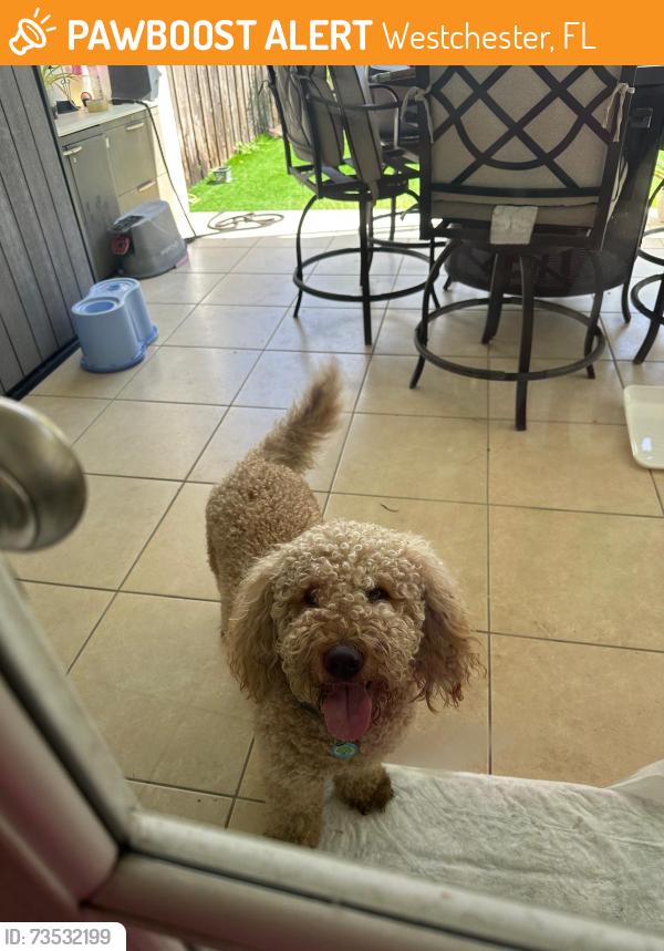 Found/Stray Male Dog last seen Fiu, Westchester, FL 33174