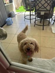 Found/Stray Male Dog last seen Fiu, Westchester, FL 33174