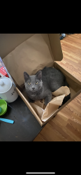 Reunited Male Cat last seen Near 22nd ave nw, Rochester, MN 55901