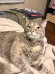 Lost Female Cat last seen Lasalle Villas, Lubbock, TX 79407