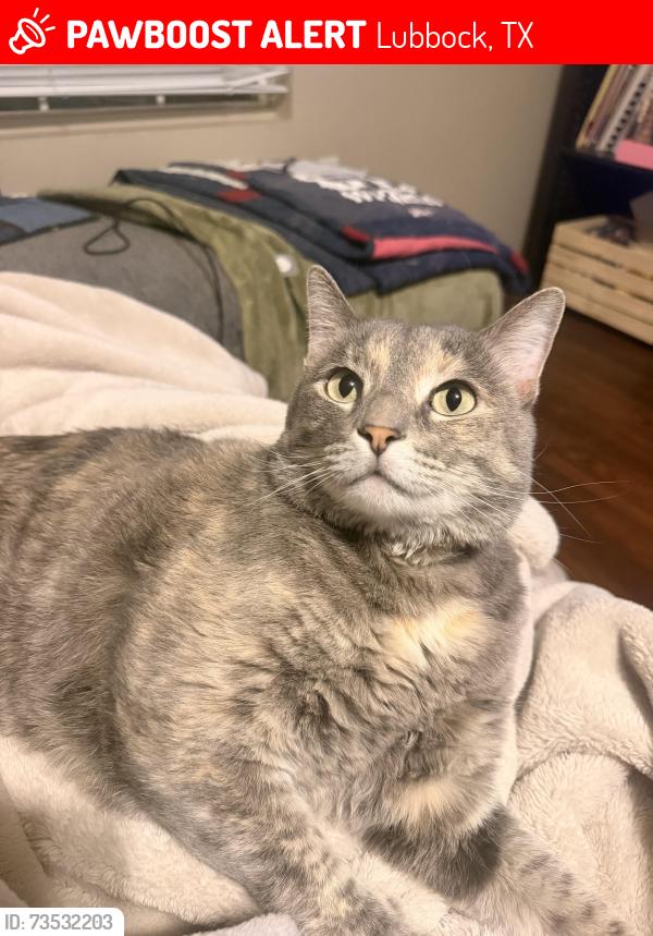 Lost Female Cat last seen Lasalle Villas, Lubbock, TX 79407