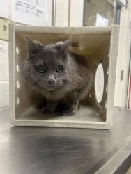 Shelter Stray Female Cat last seen Near S Main St, Bountiful, UT 84010, USA, 1422 E 600 N, Fruit Heights, UT 84037, USA