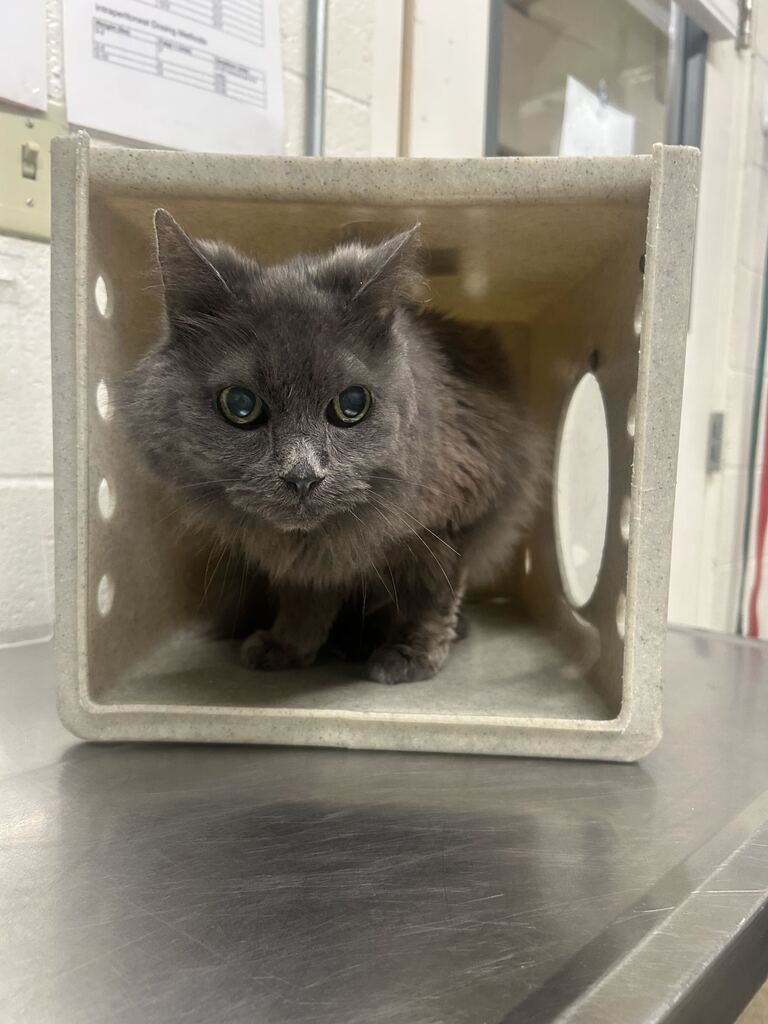 Shelter Stray Female Cat last seen Near S Main St, Bountiful, UT 84010, USA, 1422 E 600 N, Fruit Heights, UT 84037, USA