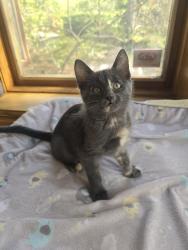 Shelter Stray Female Cat last seen Near E 100 N, Clearfield, UT 84015, USA, 1422 E 600 N, Fruit Heights, UT 84037, USA