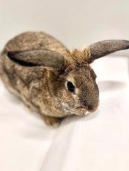 Shelter Stray Female Rabbit last seen Near S 1500 E, Clearfield, UT 84015, USA, 1422 E 600 N, Fruit Heights, UT 84037, USA